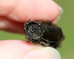 Attēlu rezultāti vaicājumam “Proutia betulina larva”