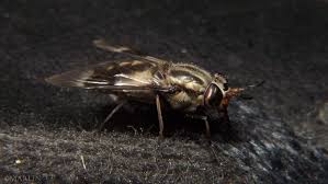 Attēlu rezultāti vaicājumam “Chrysops”