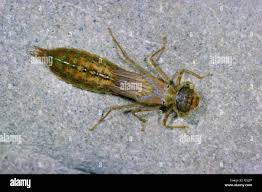 Attēlu rezultāti vaicājumam “Aeshna mixta female”