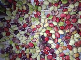 Attēlu rezultāti vaicājumam “Vicia faba”