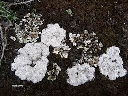 Attēlu rezultāti vaicājumam “Diachea muscorum spores”