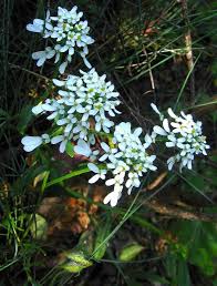 Image result for Iberis amara