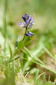 Attēlu rezultāti vaicājumam “Polygala amarella”