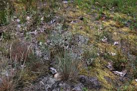 Attēlu rezultāti vaicājumam “Corynephorus canescens flower”