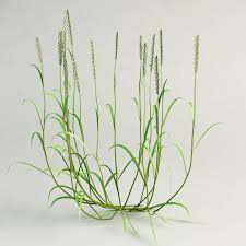 Attēlu rezultāti vaicājumam “Elytrigia repens”