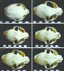 Attēlu rezultāti vaicājumam “Felis silvestris catus juvenile”