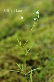 Attēlu rezultāti vaicājumam “Stellaria longifolia flower”