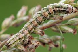 Attēlu rezultāti vaicājumam “Cucullia fraudatrix”