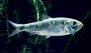 Image result for Alosa pseudoharengus