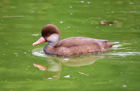 Image result for Netta rufina