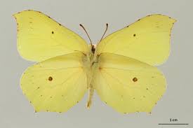 Attēlu rezultāti vaicājumam “Gonepteryx rhamni male”