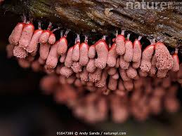 Attēlu rezultāti vaicājumam “Arcyria denudata spores”
