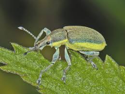 Attēlu rezultāti vaicājumam “Chlorophanus viridis”