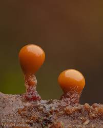 Attēlu rezultāti vaicājumam “Hemitrichia clavata young”