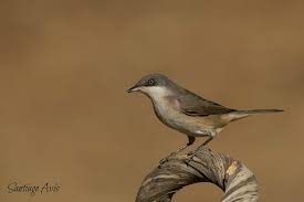 Image result for Sylvia hortensis