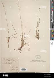 Attēlu rezultāti vaicājumam “Carex globularis”