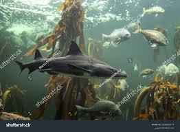 Image result for Triakis megalopterus
