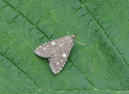 Attēlu rezultāti vaicājumam “Udea olivalis”