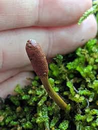 Attēlu rezultāti vaicājumam “Cordyceps ophioglossoides”