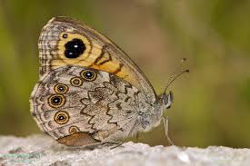 Attēlu rezultāti vaicājumam “Lasiommata maera”