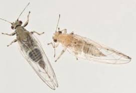 Attēlu rezultāti vaicājumam “Trioza dispar nymph”