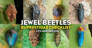 Attēlu rezultāti vaicājumam “Buprestidae”