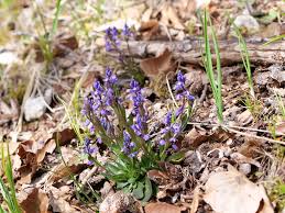 Attēlu rezultāti vaicājumam “Polygala amarella”