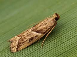 Attēlu rezultāti vaicājumam “Nyctegretis lineana”