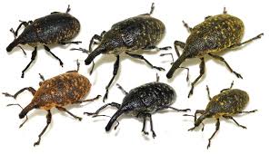 Attēlu rezultāti vaicājumam “Larinus sp.”