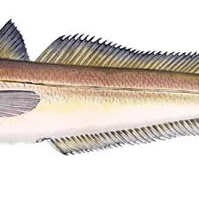 Image result for Merluccius merluccius