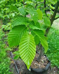 Attēlu rezultāti vaicājumam “Carpinus betulus leaf”