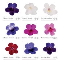Image result for Streptocarpus
