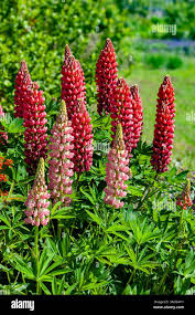 Attēlu rezultāti vaicājumam “Lupinus polyphyllus fruit”