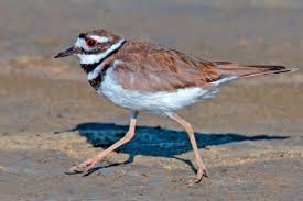 Image result for Charadrius vociferus