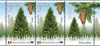 Attēlu rezultāti vaicājumam “Picea abies”