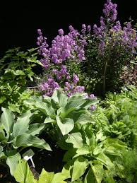 Image result for Hesperis matronalis