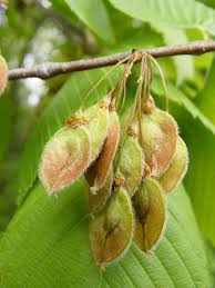 Attēlu rezultāti vaicājumam “Ulmus laevis fruit”