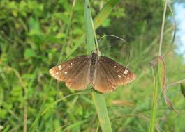 Attēlu rezultāti vaicājumam “Heteropterus morpheus upperside”