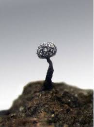 Attēlu rezultāti vaicājumam “Collaria arcyrionema spores”