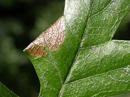 Attēlu rezultāti vaicājumam “Parornix anglicella”