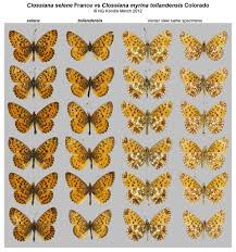 Attēlu rezultāti vaicājumam “Clossiana selene”