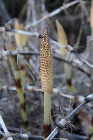 Attēlu rezultāti vaicājumam “Equisetum telmateia”