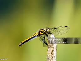 Attēlu rezultāti vaicājumam “Sympetrum sanguineum female”