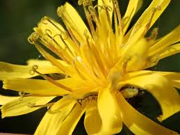Attēlu rezultāti vaicājumam “Crepis paludosa leaf”