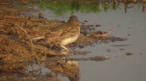 Image result for Calandrella rufescens