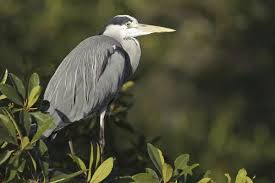 Attēlu rezultāti vaicājumam “Ardea cinerea adult”