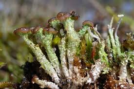 Attēlu rezultāti vaicājumam “Cladonia ramulosa”
