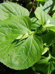 Attēlu rezultāti vaicājumam “Viola mirabilis leaf”