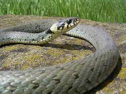 Image result for Ringelnatter