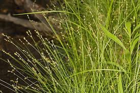 Attēlu rezultāti vaicājumam “Carex disperma”